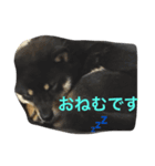 忠犬クロ公（個別スタンプ：5）