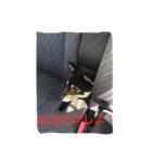 忠犬クロ公（個別スタンプ：6）