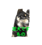 忠犬クロ公（個別スタンプ：7）