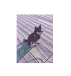 忠犬クロ公（個別スタンプ：8）