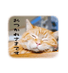 まろんとまりも（個別スタンプ：3）