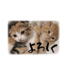 まろんとまりも（個別スタンプ：12）