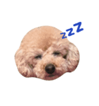 ココちゃん NO.1（個別スタンプ：7）