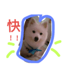 Mao Bear  Dog（個別スタンプ：1）