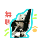 Mao Bear  Dog（個別スタンプ：12）