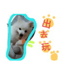 Mao Bear  Dog（個別スタンプ：23）