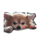 犬と子供とその他（個別スタンプ：5）