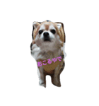 犬と子供とその他（個別スタンプ：7）