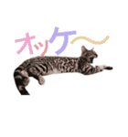 ベンガル猫 よしお（個別スタンプ：5）