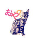 ベンガル猫 よしお（個別スタンプ：7）