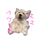 ウエスティのおこめちゃんスタンプ2（個別スタンプ：3）