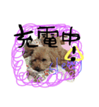 みつごとときどきかじ兄（個別スタンプ：9）