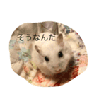 はむさんず2（個別スタンプ：6）