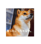 柴犬のむぎ。（個別スタンプ：1）