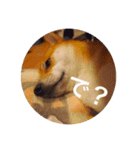 柴犬のむぎ。（個別スタンプ：2）