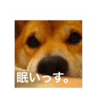 柴犬のむぎ。（個別スタンプ：3）