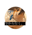 柴犬のむぎ。（個別スタンプ：4）