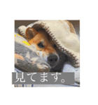 柴犬のむぎ。（個別スタンプ：5）