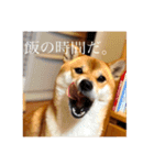 柴犬のむぎ。（個別スタンプ：6）