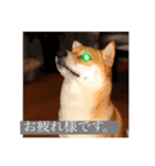 柴犬のむぎ。（個別スタンプ：7）