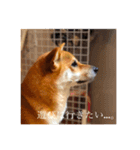 柴犬のむぎ。（個別スタンプ：8）