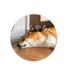 柴犬のむぎ。（個別スタンプ：9）