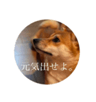柴犬のむぎ。（個別スタンプ：10）