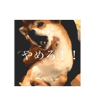 柴犬のむぎ。（個別スタンプ：11）