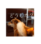 柴犬のむぎ。（個別スタンプ：12）