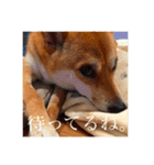柴犬のむぎ。（個別スタンプ：13）