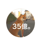 柴犬のむぎ。（個別スタンプ：14）