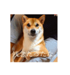 柴犬のむぎ。（個別スタンプ：15）