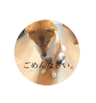 柴犬のむぎ。（個別スタンプ：16）