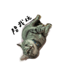 MUMU Happy Cat（個別スタンプ：1）