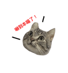 MUMU Happy Cat（個別スタンプ：2）