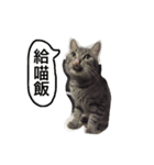 MUMU Happy Cat（個別スタンプ：5）