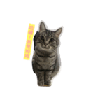 MUMU Happy Cat（個別スタンプ：7）