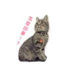 MUMU Happy Cat（個別スタンプ：8）