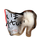 うぷのまいにちスタンプ（個別スタンプ：4）