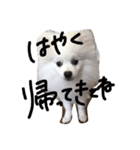 うぷのまいにちスタンプ（個別スタンプ：12）