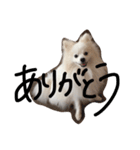 うぷのまいにちスタンプ（個別スタンプ：14）
