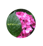 紫陽花であいさつ（個別スタンプ：1）