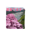 紫陽花であいさつ（個別スタンプ：2）