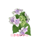 紫陽花であいさつ（個別スタンプ：7）