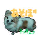 a life chiwawa（個別スタンプ：2）