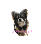 愛犬との日々（個別スタンプ：2）