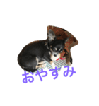 愛犬との日々（個別スタンプ：5）