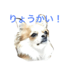 仲良しコンビそらとモカ（個別スタンプ：2）