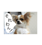 仲良しコンビそらとモカ（個別スタンプ：3）