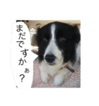 仲良しコンビそらとモカ（個別スタンプ：5）